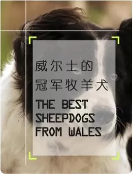 威尔士的冠军牧羊犬海报