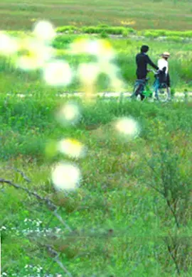 牵牛花海报