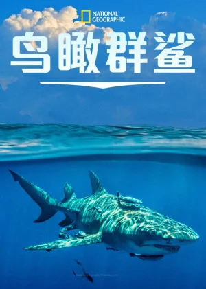 鸟瞰群鲨海报