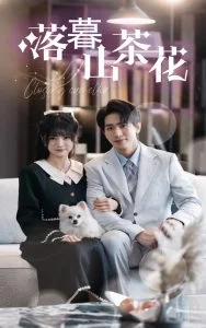 落幕山茶花海报