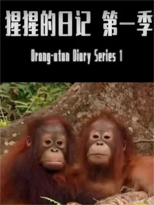 BBC.猩猩日记第一季海报