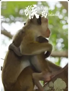 猴岛海报