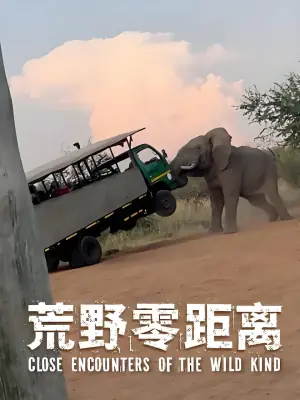 荒野零距离海报