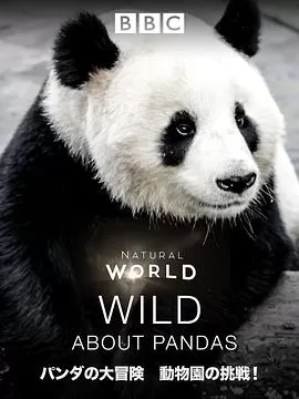 爱上大熊猫海报