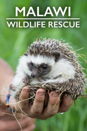 马拉维野生动物救援海报