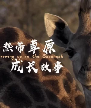 热带草原成长故事海报