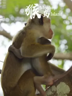 猴岛海报