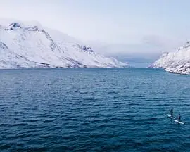 与鲸共舞海报