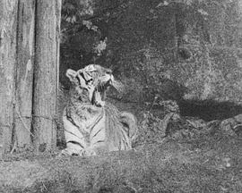 虎妞儿的赛车梦海报