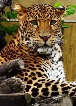 野兽排行榜海报