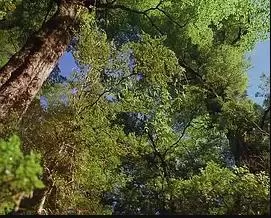 最后的伊甸园海报