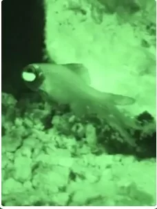 自然奇境第五季海报