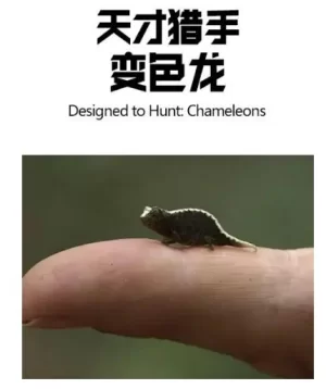 天才猎手:变色龙海报