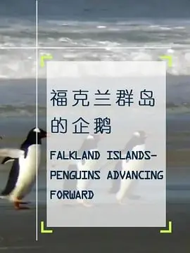企鹅之岛:福克兰海报