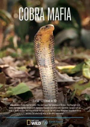 眼镜蛇黑手党海报