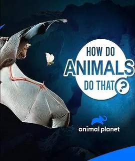 动物奇门功夫第二季海报