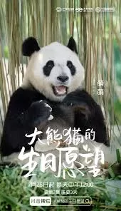 大熊猫的生日愿望海报