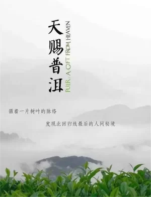 天赐普洱海报
