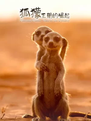 狐獴:王朝的崛起海报