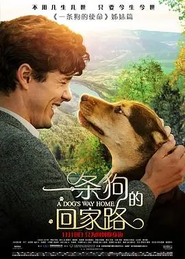 一条狗的回家路(国语)海报