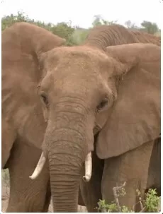 自然奇境第一季海报