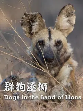 群狗逐狮海报