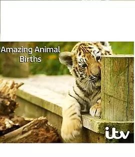 动物出生的奇妙过程第一季海报