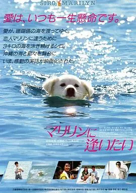 想见玛丽琳海报