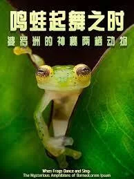 鸣蛙起舞之时:婆罗洲的神秘两栖动物海报
