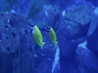 我将喜欢告诉了风海报