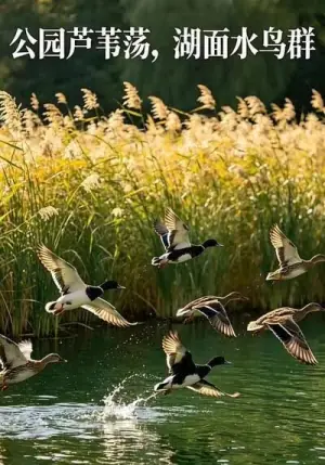 公园芦苇荡,湖面水鸟群海报