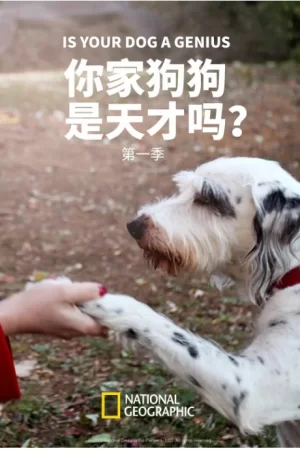 你家狗狗是天才吗海报