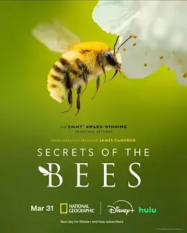 蜜蜂的秘密海报