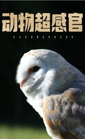 动物超感官海报