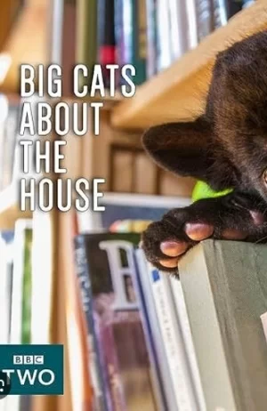 家里养大喵海报