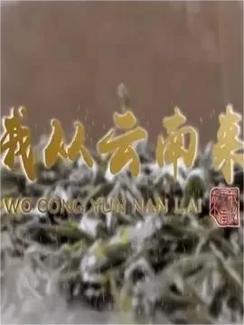 我从云南来海报