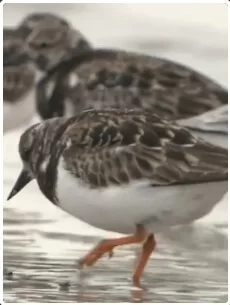 自然奇境第二季海报