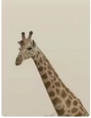 自然奇境第四季海报