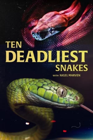 十大毒蛇第一季海报
