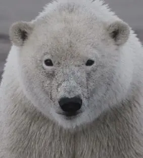 商业机密:北极熊贸易黑幕海报