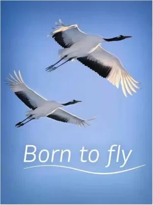 生而飞翔海报