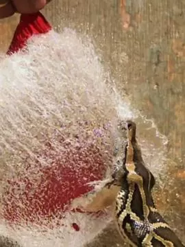 巨蟒入侵:与奈杰尔·马文一起探寻佛罗里达海报