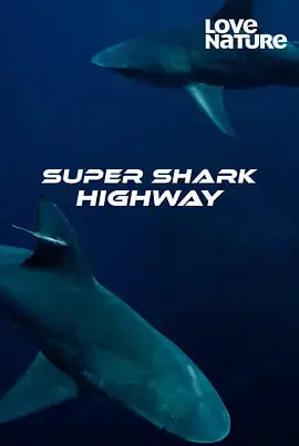 超级鲨鱼高速公路第一季海报