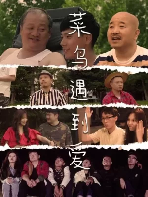 菜鸟遇到爱海报