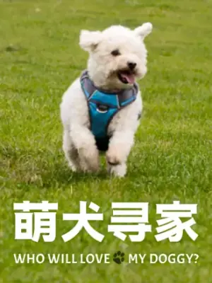 萌犬寻家海报