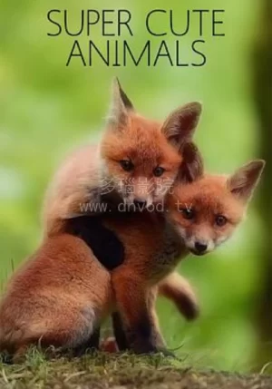 超萌动物-重复海报