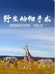 野生动物手术海报