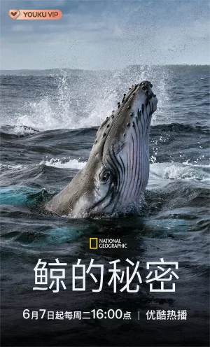 鲸鱼的秘密海报