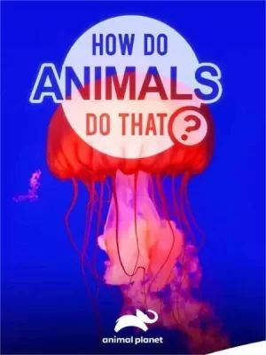 动物奇门功夫第一季海报