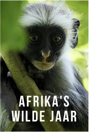 非洲的狂野之年第一季海报